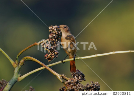 Little bird eats fruit Little bird eats fruit 82930811