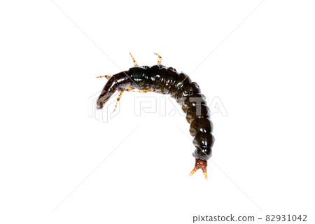 Stenopsyche marmorata larvae Stenopsyche marmorata larvae 82931042