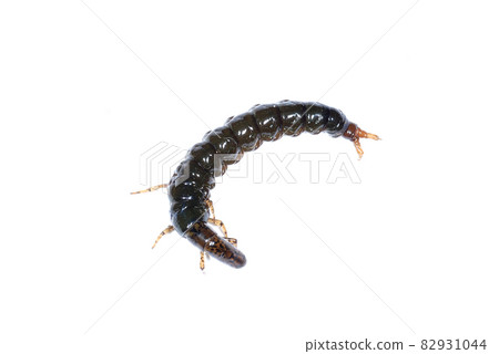 Stenopsyche marmorata larvae 82931044