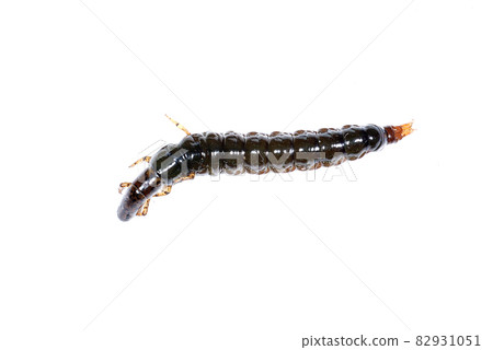Stenopsyche marmorata 幼蟲 Stenopsyche marmorata 幼蟲 82931051
