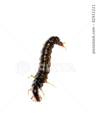 Stenopsyche marmorata 幼蟲 Stenopsyche marmorata 幼蟲 82931221