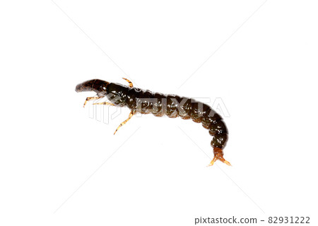 Stenopsyche marmorata 幼蟲 Stenopsyche marmorata 幼蟲 82931222