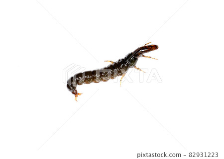 Stenopsyche marmorata 幼蟲 82931223