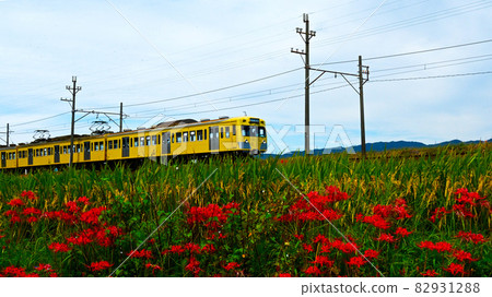 Sangi Railway with red blooming cluster amaryllis and yellow train 82931288