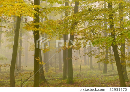 Autumn forest. Natural colorful background with trees and fog in the forest 82931570