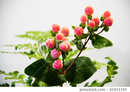 紅色水果植物 紅色水果植物 82931745