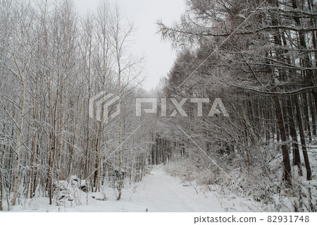 白雪皚皚的林間小路 82931748