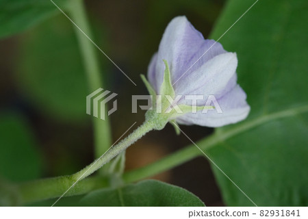 eggplant flowers on the tree eggplant flowers on the tree 82931841