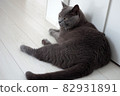 Cat lying down (Chartreux) 82931891
