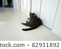 Cat lying down (Chartreux) 82931892