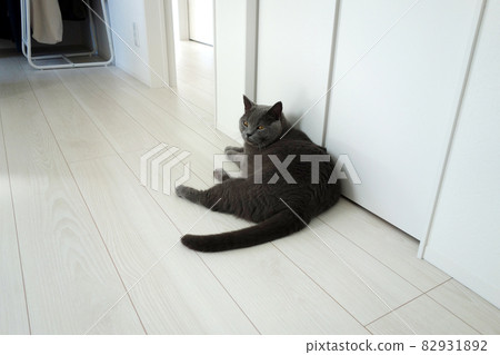 Cat lying down (Chartreux) Cat lying down (Chartreux) 82931892