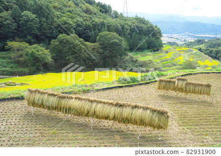 Beautiful scenery of the rice terraces in autumn during the harvest season 82931900