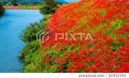 Higanhana on the Tsuya River embankment dyed bright red 82932343