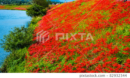 Higanhana on the Tsuya River embankment dyed bright red Higanhana on the Tsuya River embankment dyed bright red 82932344