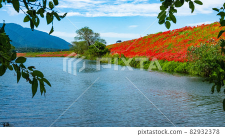Higanhana on the Tsuya River embankment dyed bright red 82932378