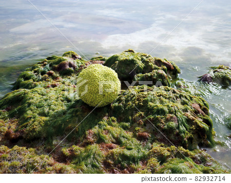 Adam's apple on the seashore. 82932714