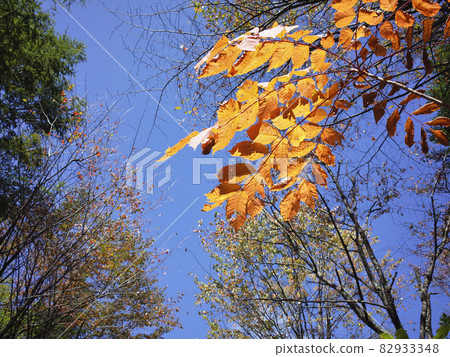 Yama馬秋葉 Yama馬秋葉 82933348