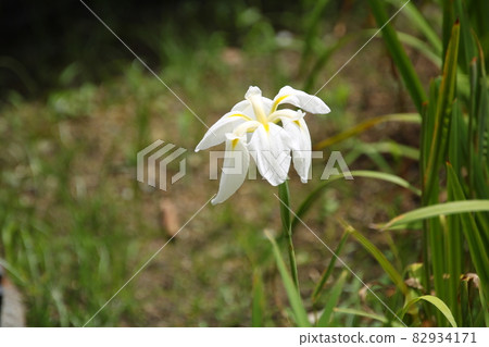 Hanashobu variety: Momoyama Hanashobu variety: Momoyama 82934171