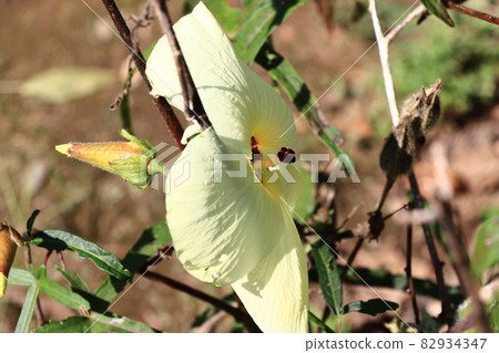 Okra's Flower 82934347