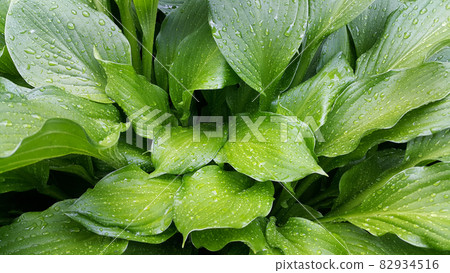 Large green hosta leaves covered with water drops Large green hosta leaves covered with water drops 82934516