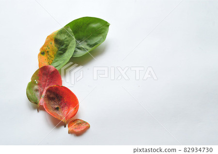 Persimmon leaf 1 82934730