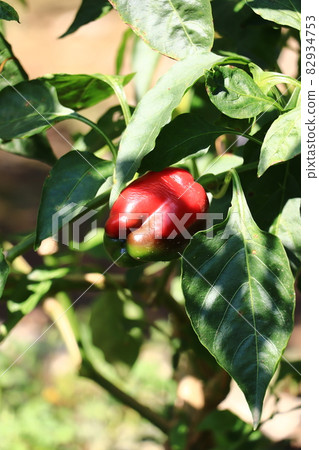 Image of a vegetable garden (ripe peppers) 82934753