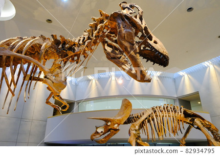 Skeleton specimens of dinosaurs Tyrannosaurus and Triceratops Skeleton specimens of dinosaurs Tyrannosaurus and Triceratops 82934795
