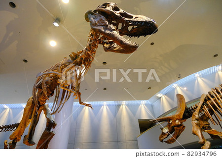 Skeleton specimens of dinosaurs Tyrannosaurus and Triceratops Skeleton specimens of dinosaurs Tyrannosaurus and Triceratops 82934796