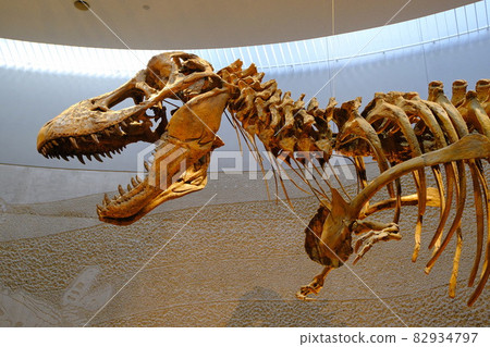 Dinosaur Tyrannosaurus skeleton specimen 82934797