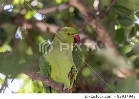 Parrot on the branch. green Indian parrot resting on a branch in greenery in Jerusalem Parrot on the branch. green Indian parrot resting on a branch in greenery in Jerusalem 82934942