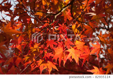 Autumn leaves of Isuien 82935114