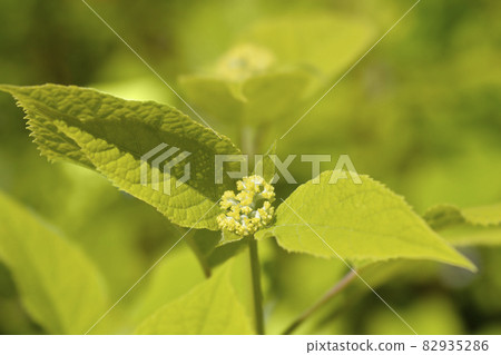 Smooth hydrangea Annabelle Smooth hydrangea Annabelle 82935286