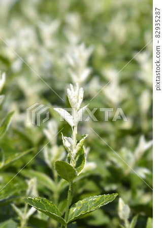 Wintercreeper Harlequin Wintercreeper Harlequin 82935287