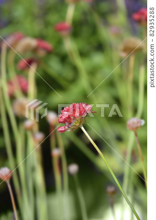 Great thrift Ballerina Red 82935288