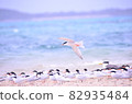 Terns in the summer sea 82935484