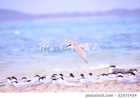 Terns in the summer sea 82935484