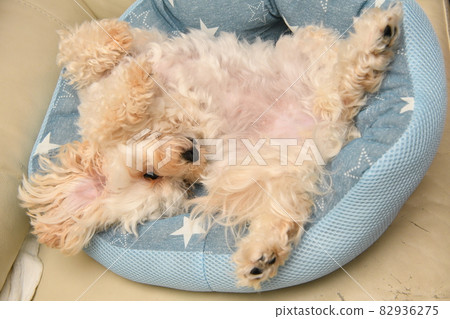 Maltipoo sleeps soundly 82936275