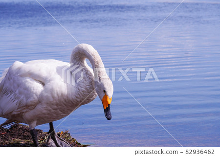 宇東內湖的天鵝（北海道苫小牧市） 82936462