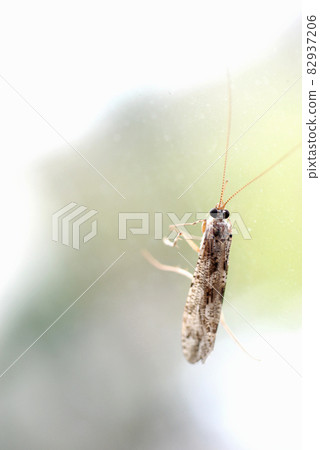 Stenopsyche marmorata perched on a shoji Stenopsyche marmorata perched on a shoji 82937206