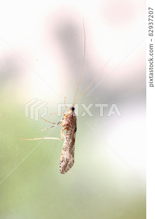 Stenopsyche marmorata perched on a shoji Stenopsyche marmorata perched on a shoji 82937207