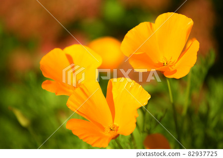 Eschscholzia californica. Beautiful orange bright annual flower of the poppy family in the garden. Floral background 82937725