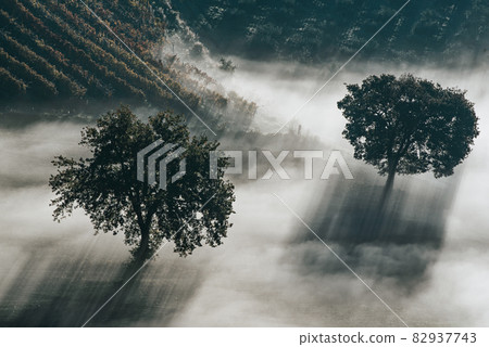 Two trees in the fog Two trees in the fog 82937743