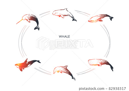 Whale - different types - dolphin, sperm and killer whale vector concept set 82938317