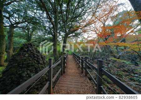 Bija forest, autumn, maple, birch tree, trail, health, healing, Bija forest, autumn, maple, birch tree, trail, health, healing, 82938605