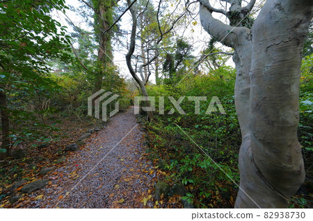 Bija forest, birch tree, autumn, maple, maple tree, old tree, walking, road, forest path, 82938730