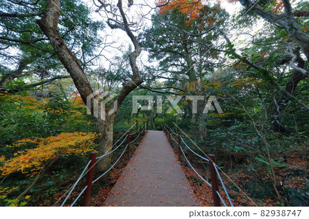 Bija forest, birch tree, autumn, maple, maple tree, old tree, walking, road, forest path, Bija forest, birch tree, autumn, maple, maple tree, old tree, walking, road, forest path, 82938747