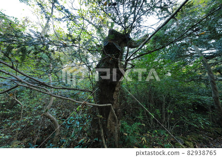 Bija forest, birch tree, autumn, maple, maple tree, old tree, walking, road, forest path, Bija forest, birch tree, autumn, maple, maple tree, old tree, walking, road, forest path, 82938765