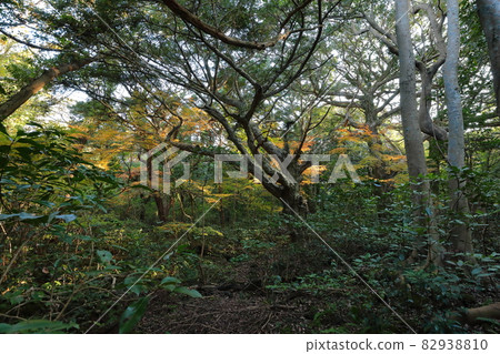 Bija森林,樺樹,秋天,楓樹,楓樹,老樹,步行,道路,森林小徑, Bija森林,樺樹,秋天,楓樹,楓樹,老樹,步行,道路,森林小徑, 82938810