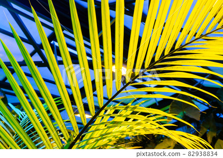 Palm leaf on a dark blue background.  82938834