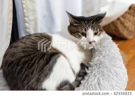 Relaxing cat Pheasant cat 82938835